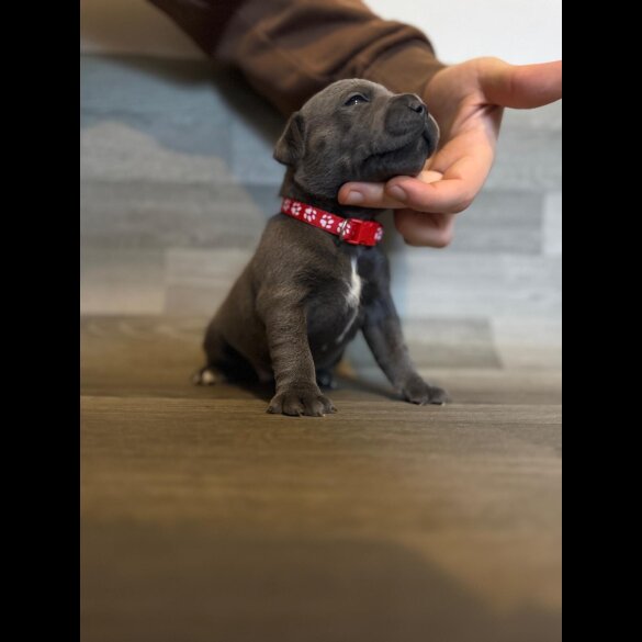 Staffordshire Bull Terrier