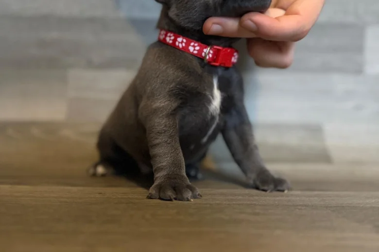 Staffordshire Bull Terrier