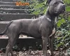 Staffordshire Bull Terrier