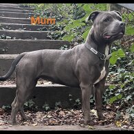 Staffordshire Bull Terrier