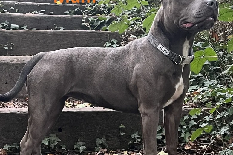 Staffordshire Bull Terrier