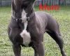 Staffordshire Bull Terrier