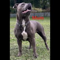 Staffordshire Bull Terrier