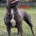 Staffordshire Bull Terrier