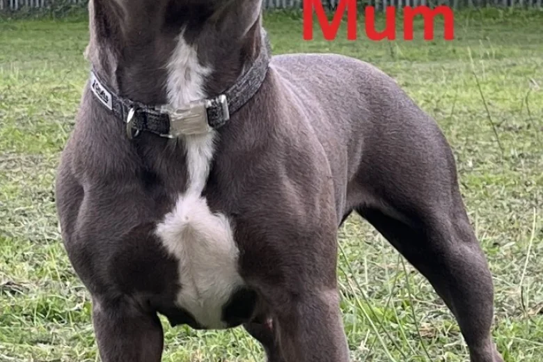 Staffordshire Bull Terrier