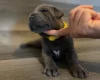 Staffordshire Bull Terrier