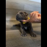 Staffordshire Bull Terrier