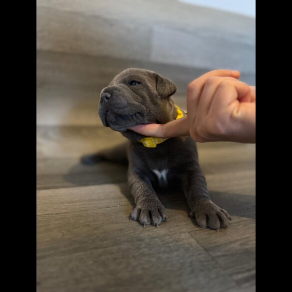 Staffordshire Bull Terrier