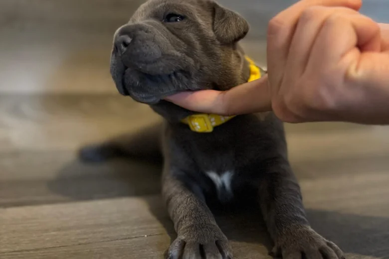 Staffordshire Bull Terrier