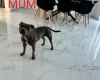 Staffordshire Bull Terrier