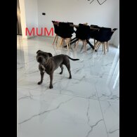 Staffordshire Bull Terrier