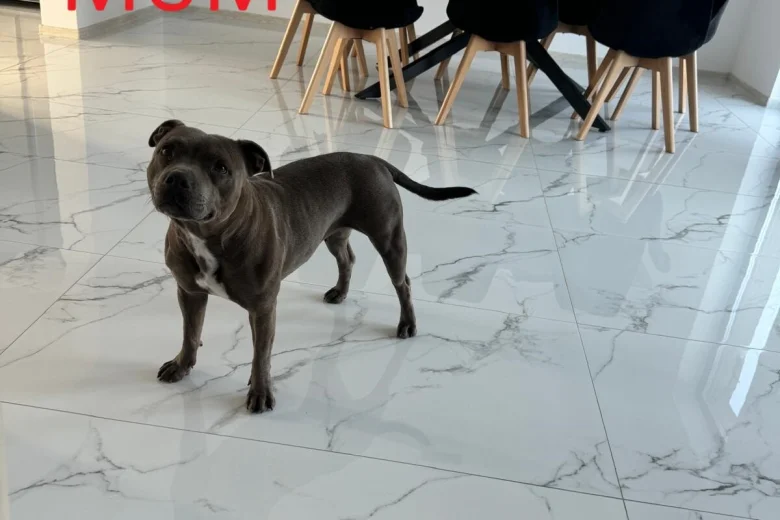 Staffordshire Bull Terrier