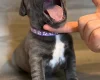 Staffordshire Bull Terrier