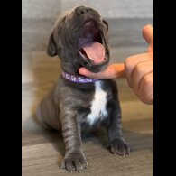 Staffordshire Bull Terrier