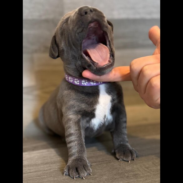 Staffordshire Bull Terrier