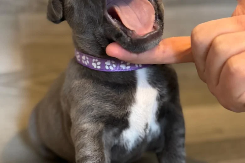 Staffordshire Bull Terrier