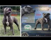 Staffordshire Bull Terrier