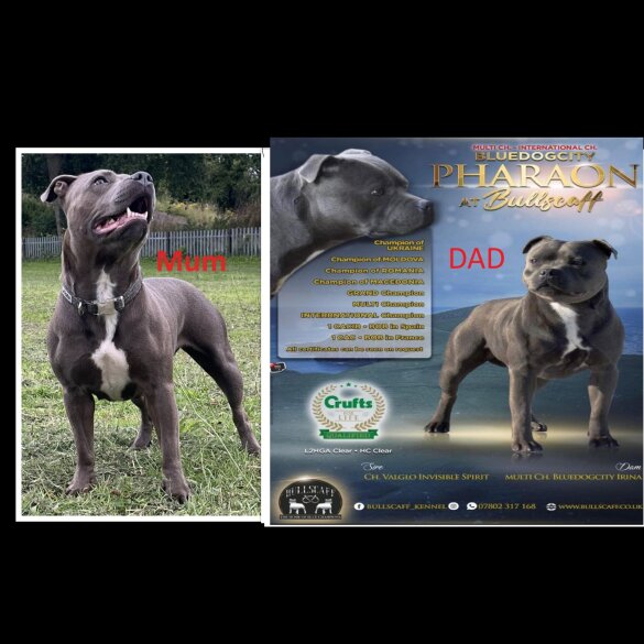 Staffordshire Bull Terrier