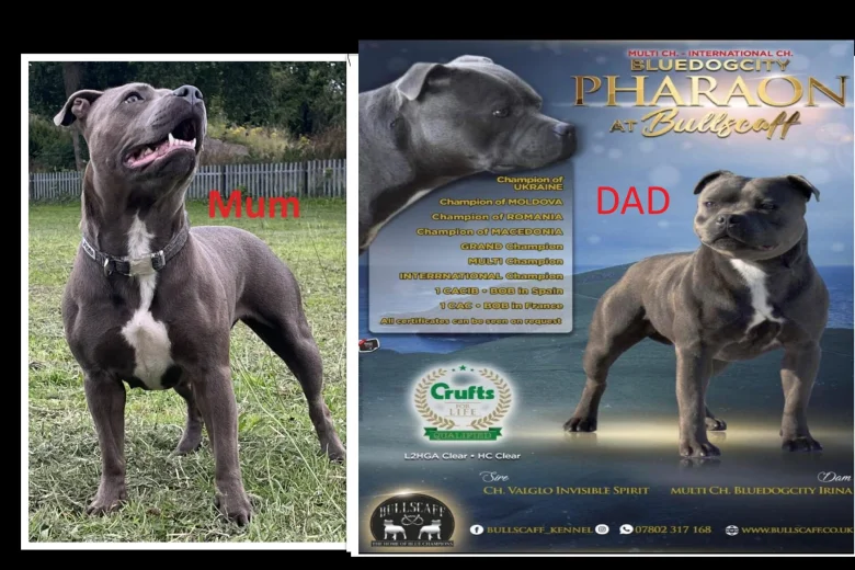 Staffordshire Bull Terrier
