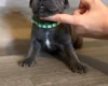 Staffordshire Bull Terrier