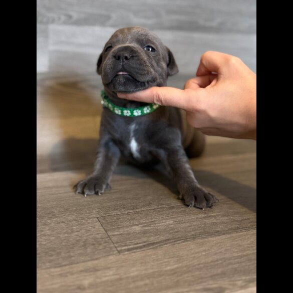 Staffordshire Bull Terrier