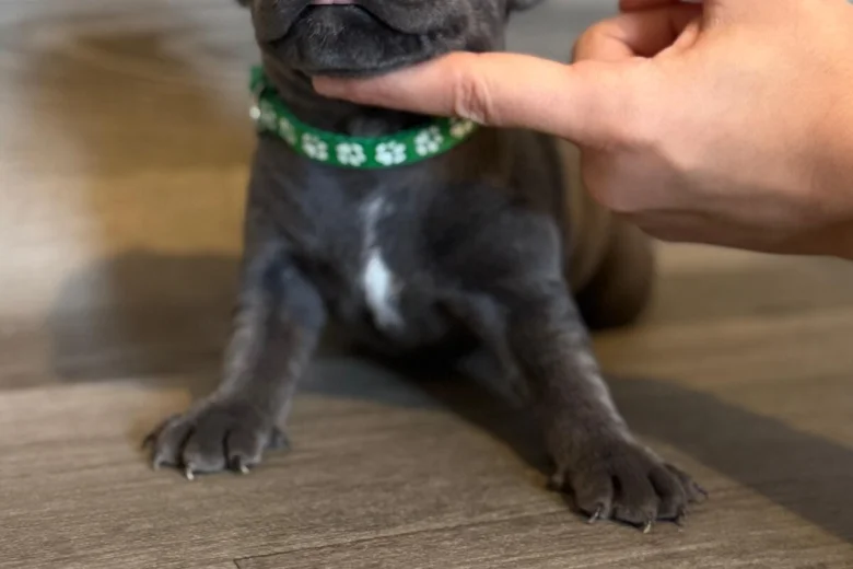 Staffordshire Bull Terrier