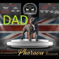 Staffordshire Bull Terrier