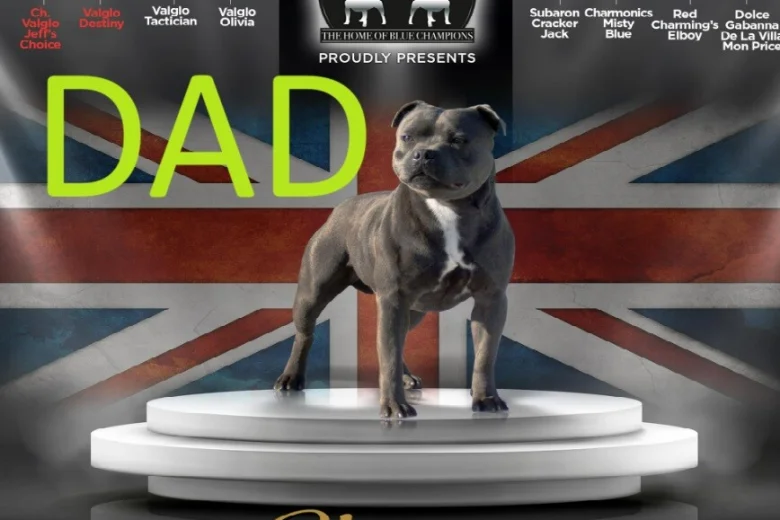 Staffordshire Bull Terrier