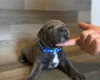 Staffordshire Bull Terrier