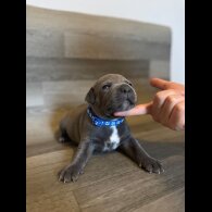 Staffordshire Bull Terrier