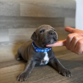 Staffordshire Bull Terrier