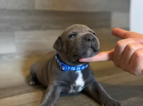 Staffordshire Bull Terrier