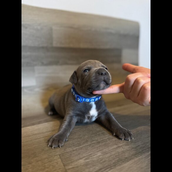 Staffordshire Bull Terrier