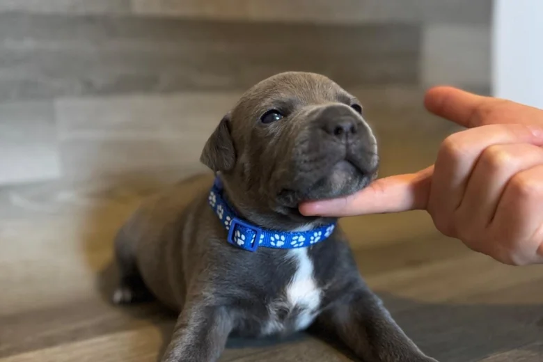 Staffordshire Bull Terrier