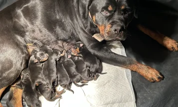 Rottweiler