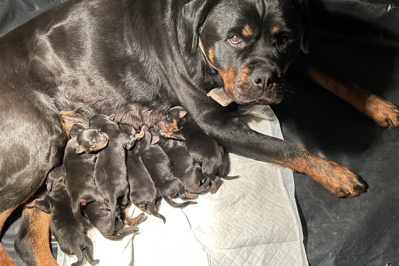 Rottweiler
