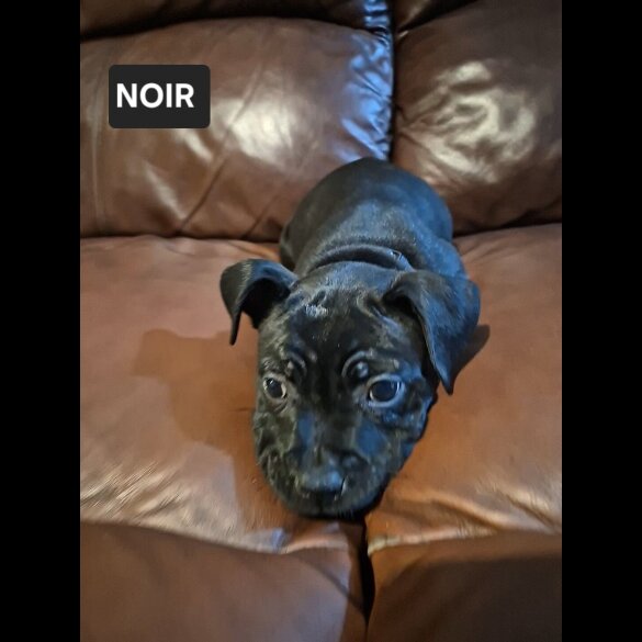 Staffordshire Bull Terrier