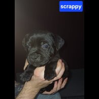 Staffordshire Bull Terrier