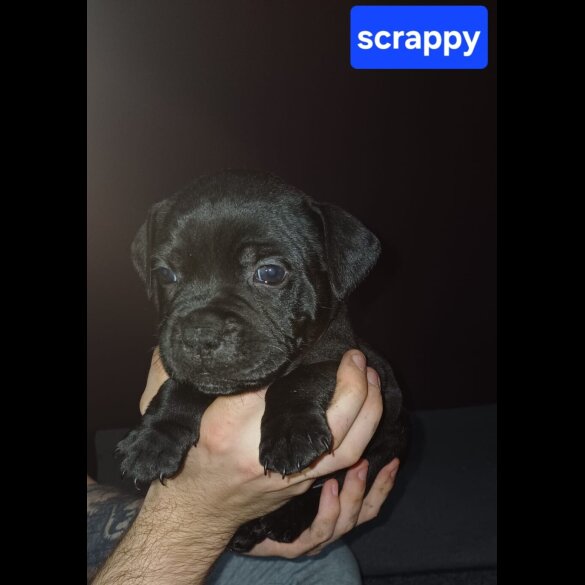 Staffordshire Bull Terrier