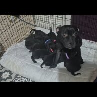 Staffordshire Bull Terrier