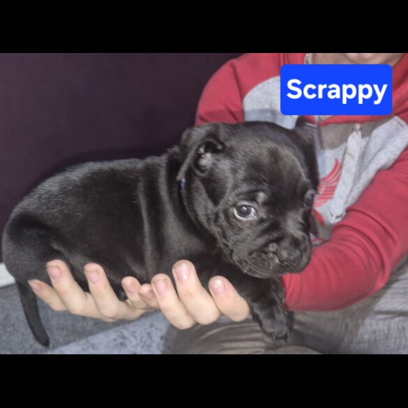 Staffordshire Bull Terrier