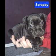 Staffordshire Bull Terrier