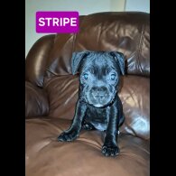 Staffordshire Bull Terrier