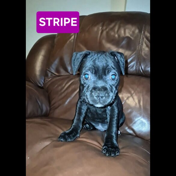 Staffordshire Bull Terrier