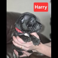 Staffordshire Bull Terrier