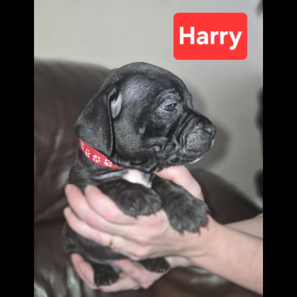 Staffordshire Bull Terrier