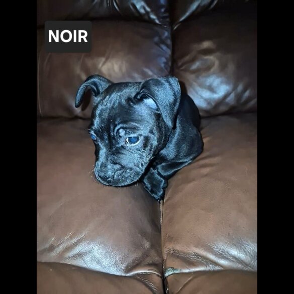 Staffordshire Bull Terrier