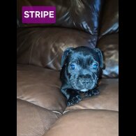 Staffordshire Bull Terrier