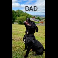 Staffordshire Bull Terrier