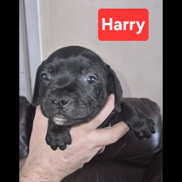 Staffordshire Bull Terrier